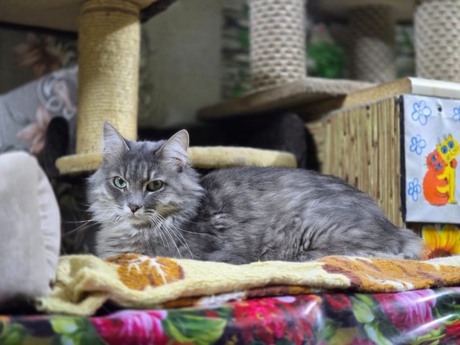 Кот котик в добрую семью