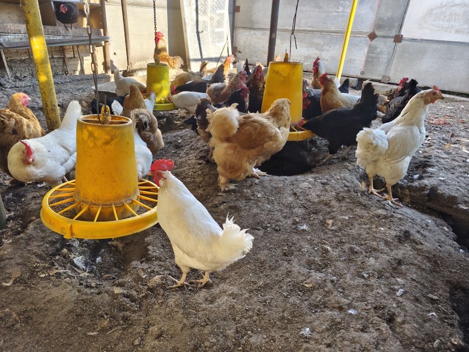 Продавам  Кокошки и Петли