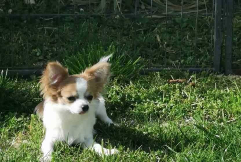 Чихуахуа ИСТИНСКИ !!!