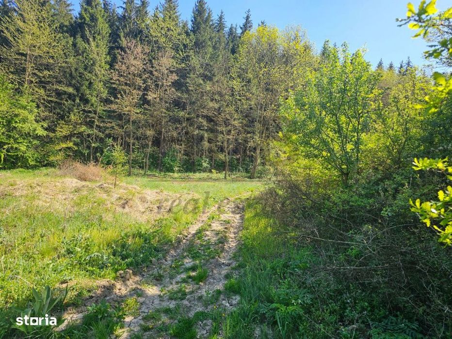 Teren intravilan | langa padure si parau | Luncani/Bacau
