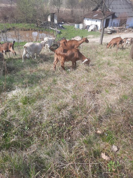 vând ieadă anglunubiana de 7 luni