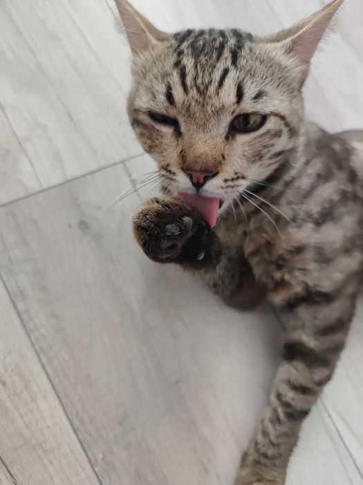 Дерзкий кот ищет дом