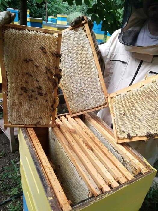 Пчелна пита с мед / мед в пита /  мед с разпечатка РЕКОЛТА 2025