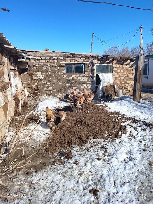 Петухи Павлодар недорого