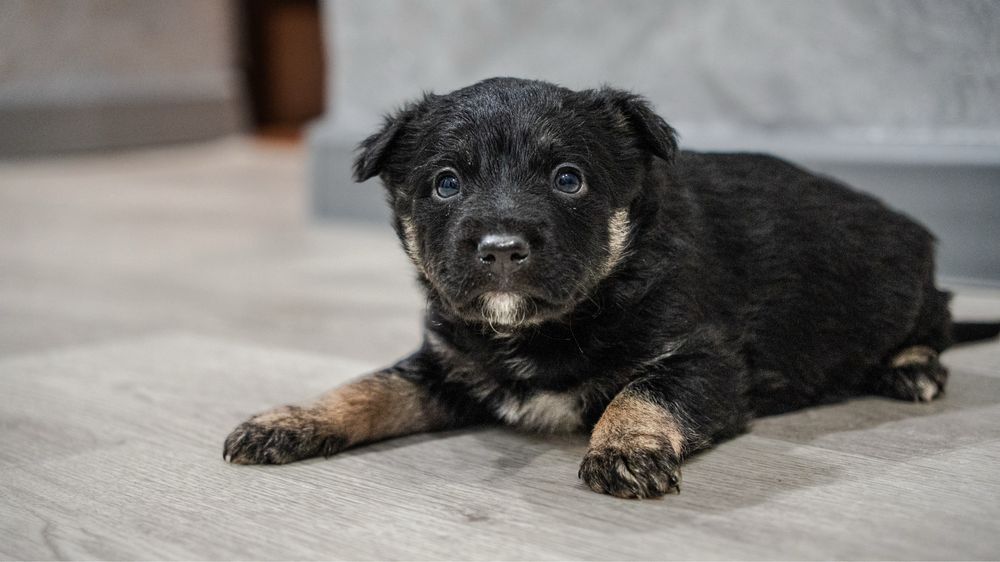 Отдам щенков в добрые руки!