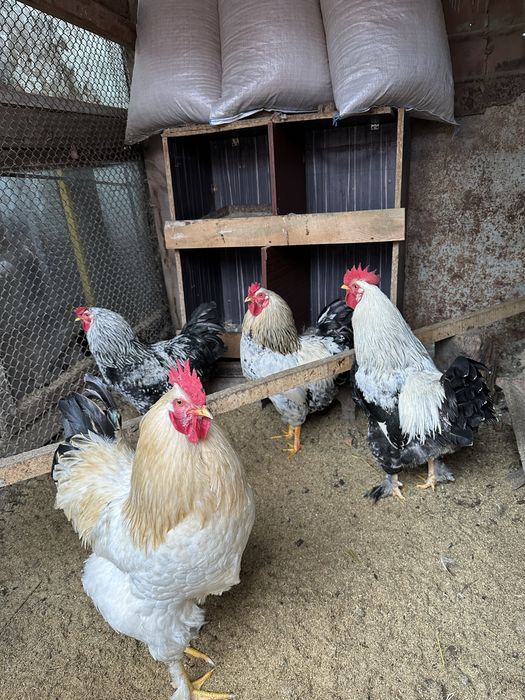 Продам молодых петухов