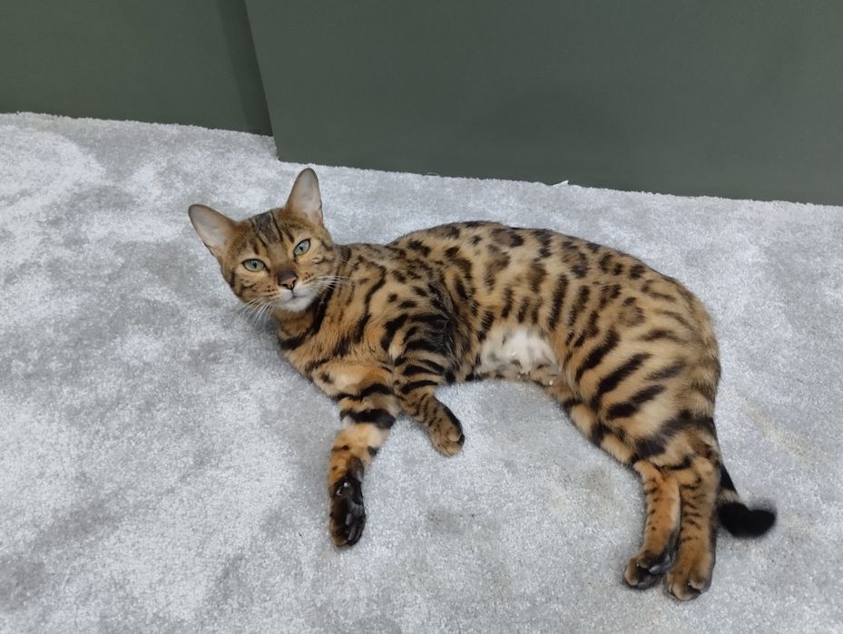 Бенгальская кошка девочка