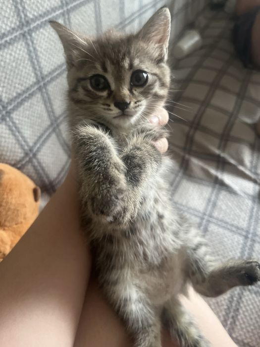 Отдам котенка в добрые руки