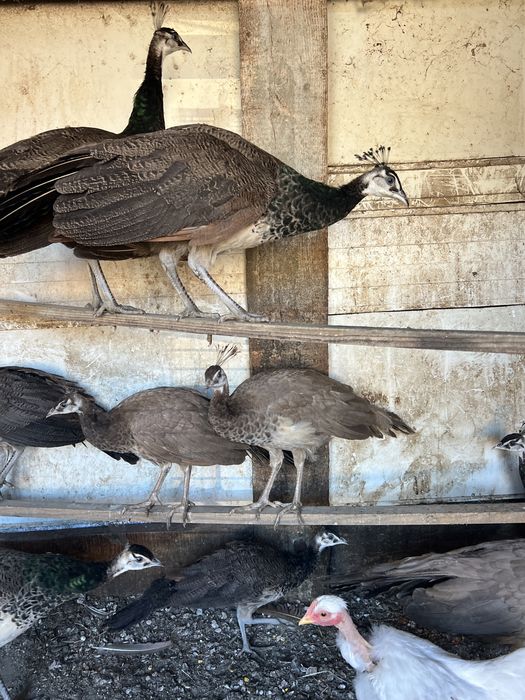 Pauni maturi si tineret 2025