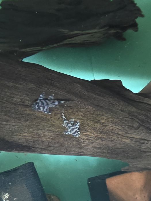 L236 pleco 3+ см.