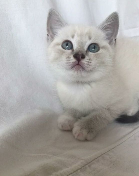 Девочки окрас блю поинь, 1.5 мес