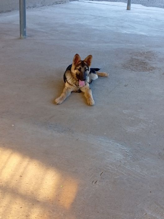 Европиский овчарка малчик месяц