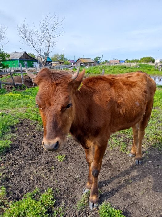 Корова продам пишите мне