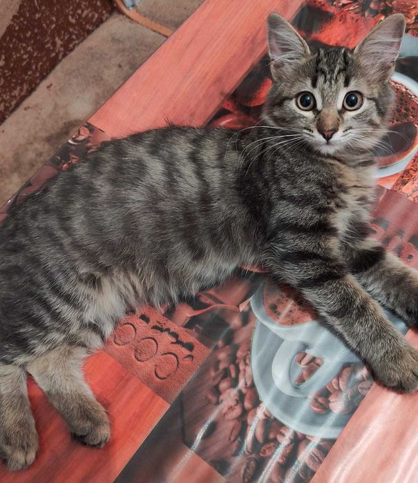 Котята в добрые ручки.