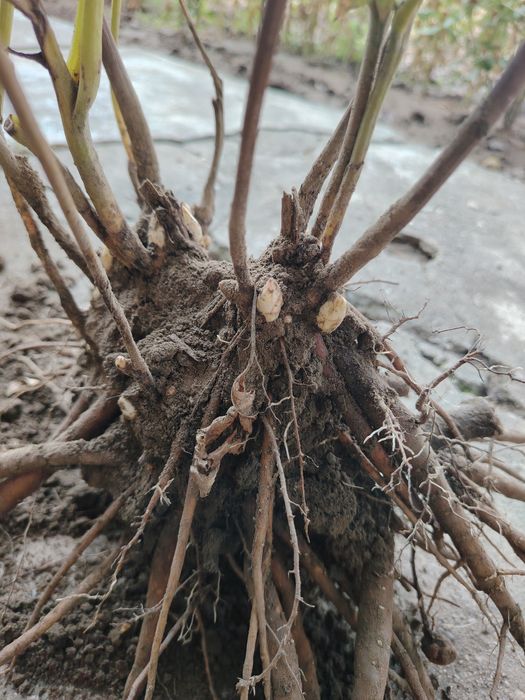 Rizomi Bujori(Peonie) Monsieur Jules Elie