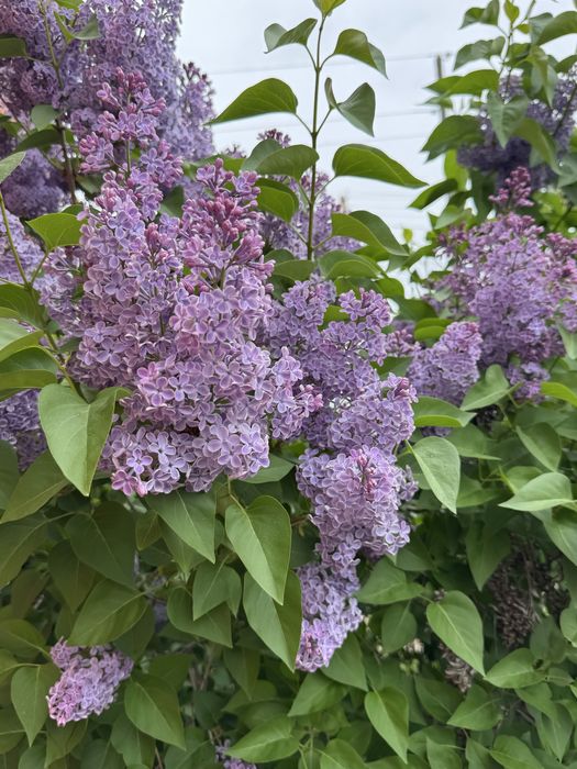 Букеты из сирени