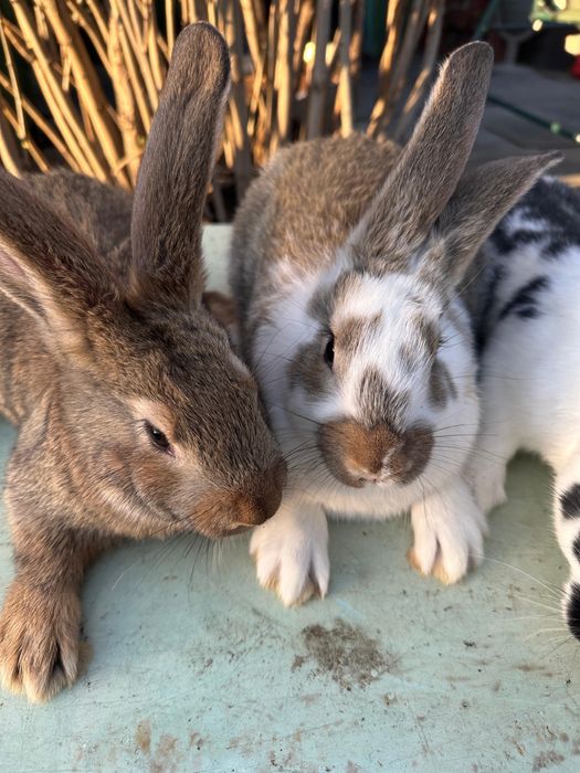 Продам кроликов