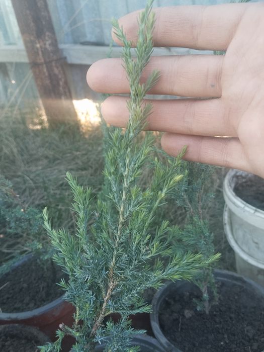 Можевельник Блю Эрроу