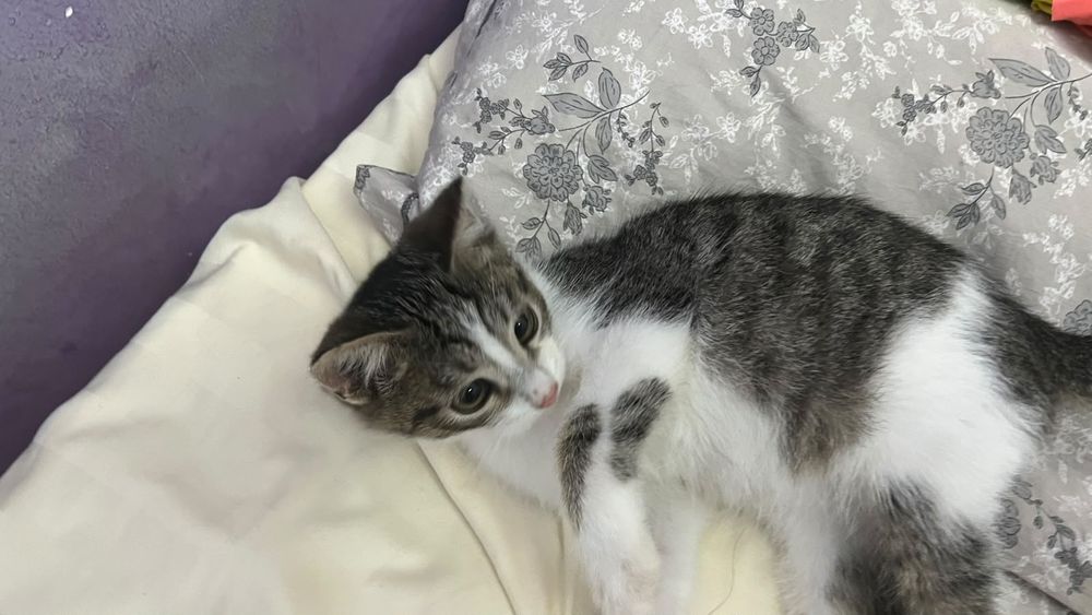 Котёнок в добрые руки