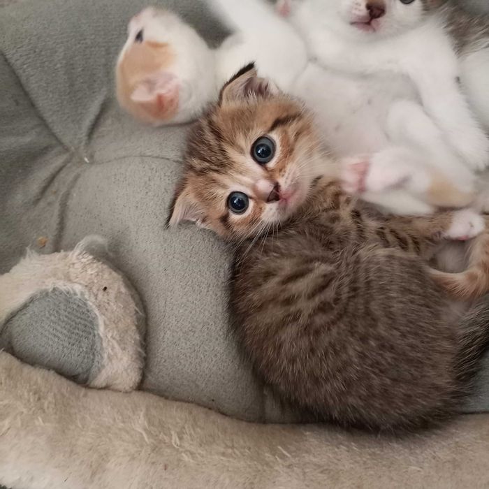 Продам британских вислоухих котят