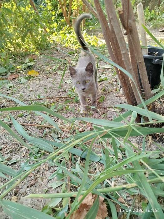 Последний шанс котятам обрести дом и семью