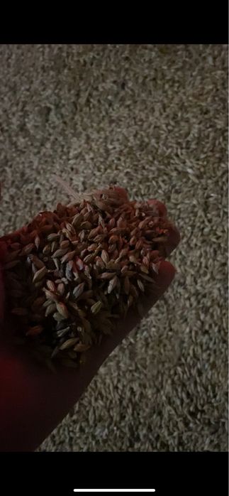 Ячмень замешкатаренный