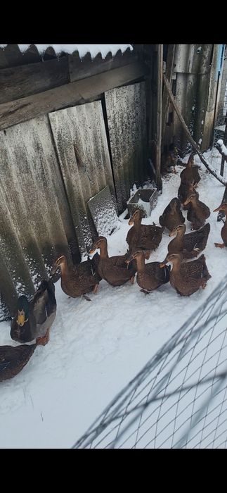 Rate rouen sălbatic