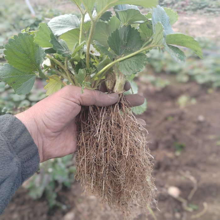 Stoloni de Capsuni *Produc tot Anul * Albion