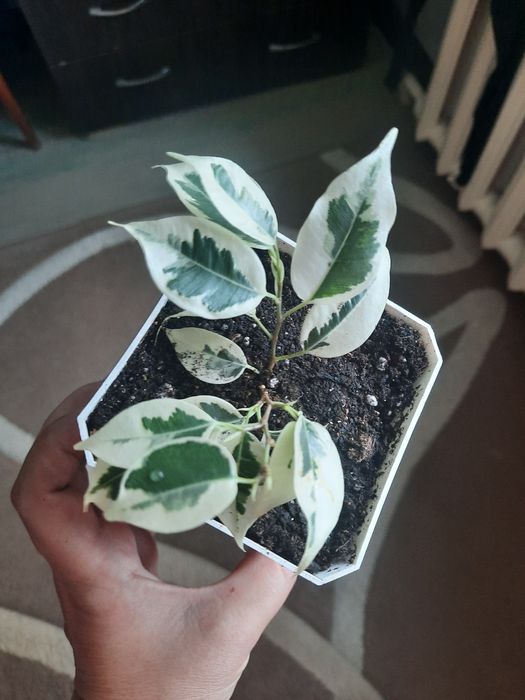 Продам фикус бенджамина