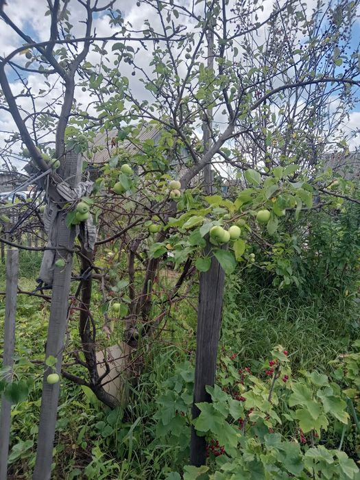 Продам дачу район Новопавловки