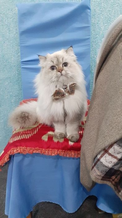 Viyaska.   sotilmyadi