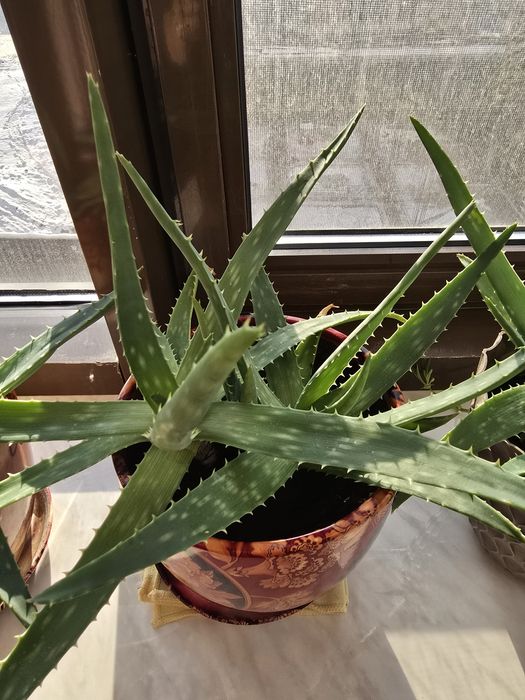 Продам алоэ взрослый