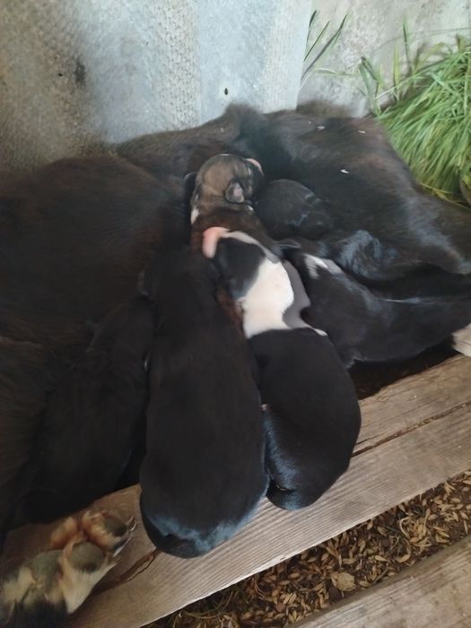 Продам щенков тазы