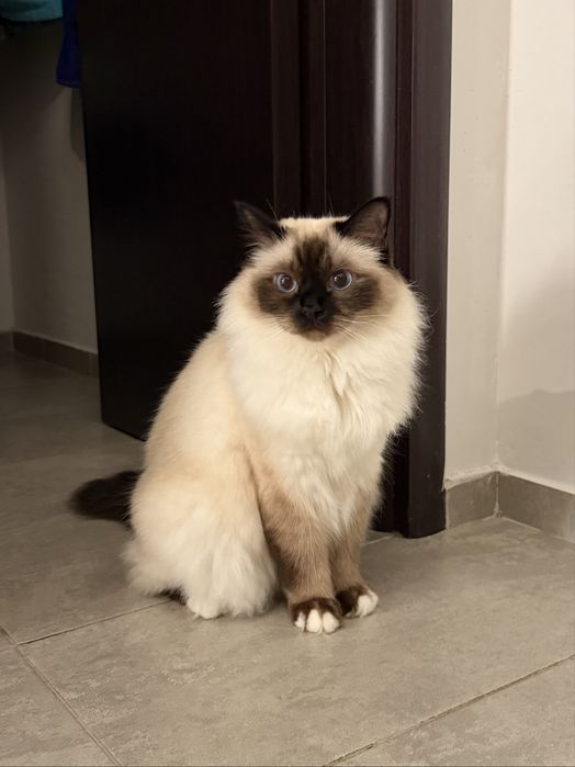 Подарявам котка