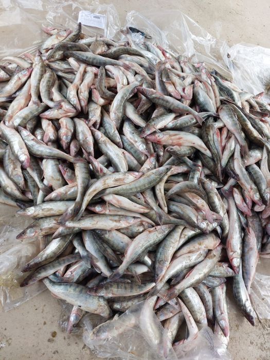 Көксерке (судак) сатылады