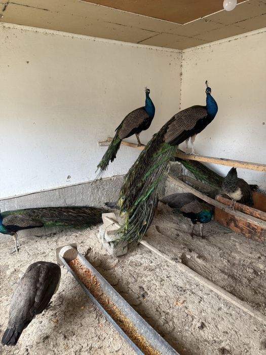 Павлин Туркестан Таус