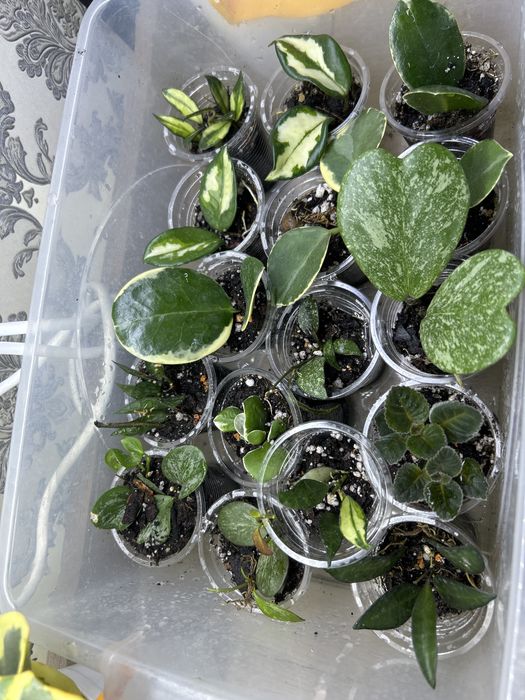 Хойя 800 тг левый берег