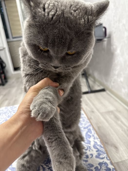 Кошка британская
