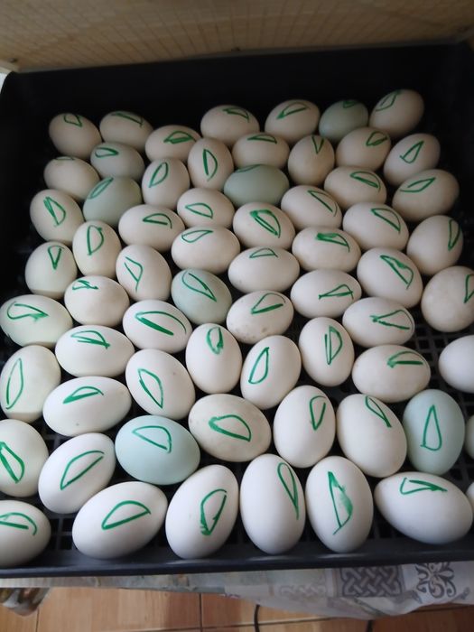 Bobocei de rață românească și pui de țară