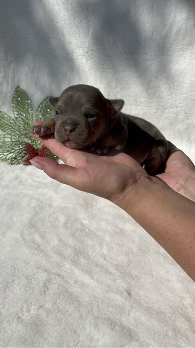 Американской булли