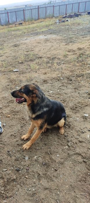 Немецкая овчарка ищет подругу