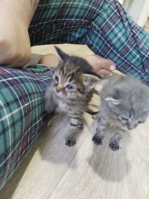 Отдаю Котят Бесплатно Сергели