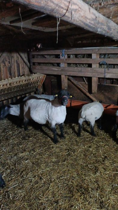 Suffolk berbec oi suffolk