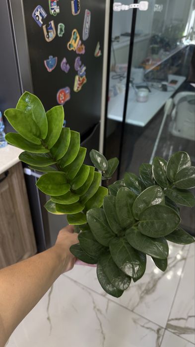 Замиокулькас комнатное растение