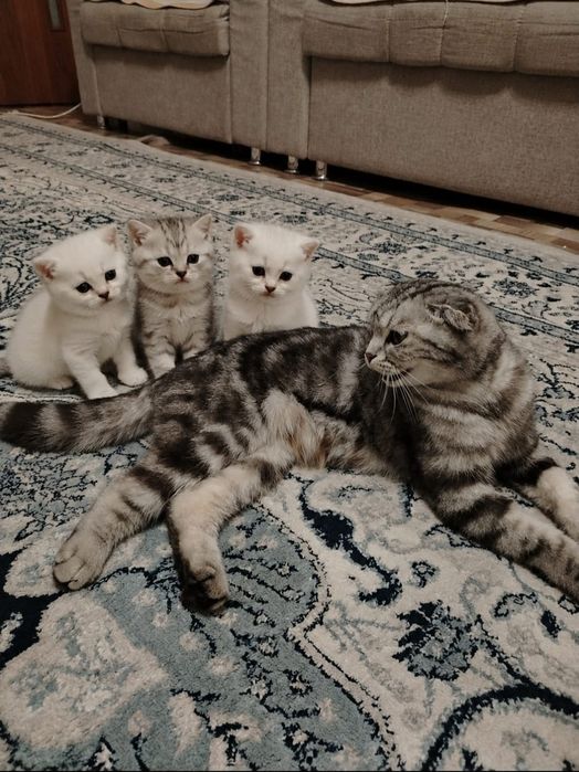 Продам котят Веслоухые!