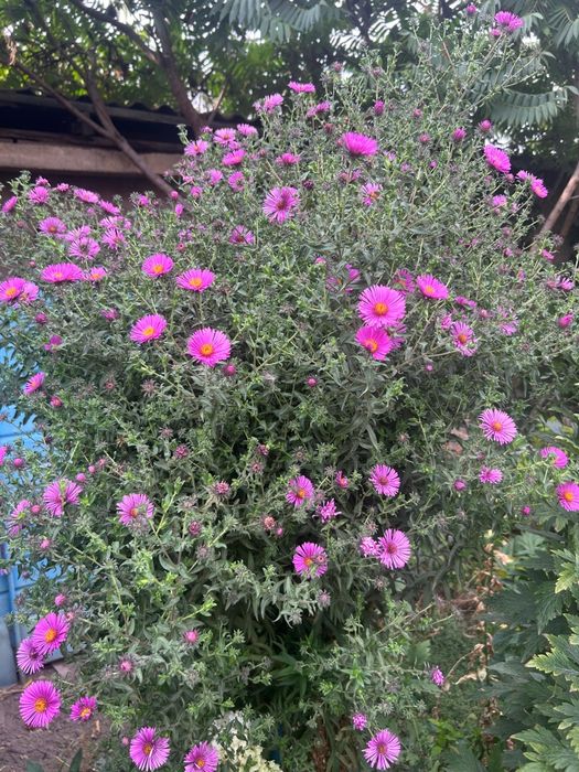 Продам цветы разные