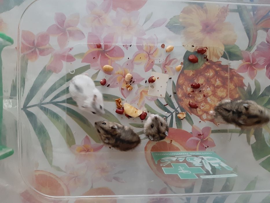 Хомячки-джунгарики