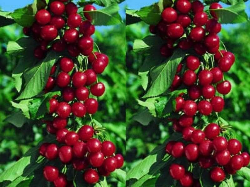 Овощни дръвчета-перфектно качество