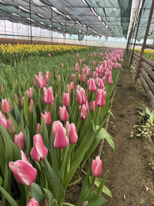 Тюльпан гулдеры 8 наурыз