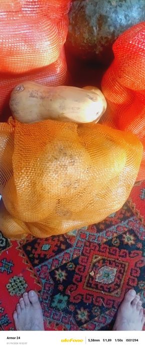 Тыква на корм КРС